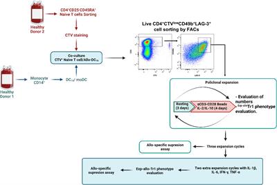 Highly purified and functionally stable in vitro expanded allospecific Tr1 cells expressing immunosuppressive graft-homing receptors as new candidates for cell therapy in solid organ transplantation